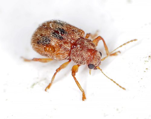 Demotina observed 2026-09-27