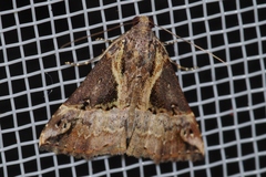 Hypena indicatalis