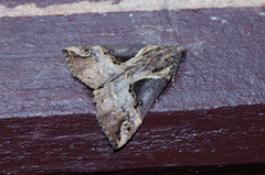 Hypena indicatalis