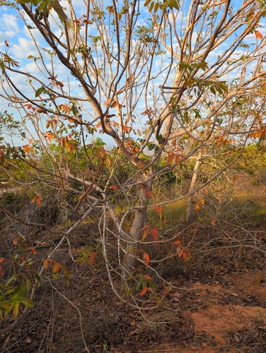Canarium australianum observed 2026-09-29