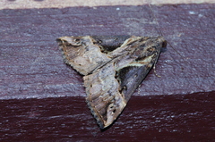 Hypena indicatalis