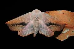 Monoctenia smerintharia