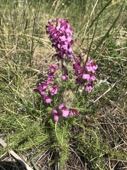 Pedicularis rubens