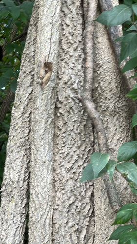 common hackberry