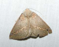 Cassythaphaga macarta