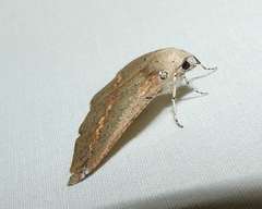 Cassythaphaga macarta