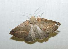 Cassythaphaga macarta