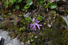 Primula minima