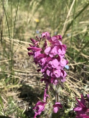 Pedicularis rubens
