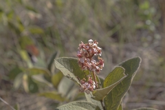 Heteropterys campestris