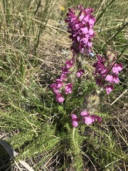 Pedicularis rubens