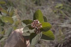Heteropterys campestris