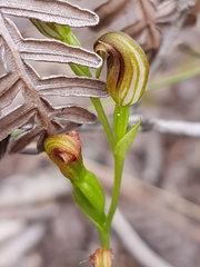 Pterostylis nigricans