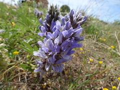 Pediomelum cuspidatum