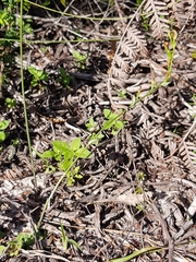 Pterostylis nigricans