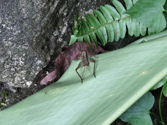 Cardiodactylus guttulus