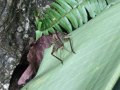 Cardiodactylus guttulus