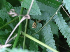 Adoxophyes privatana