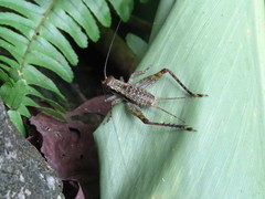 Cardiodactylus guttulus