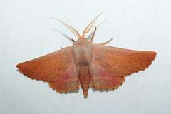 Monoctenia smerintharia