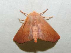 Monoctenia smerintharia