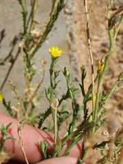 Osteospermum muricatum muricatum