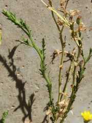 Osteospermum muricatum muricatum