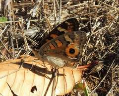 Junonia villida calybe