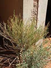 Osteospermum muricatum muricatum