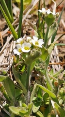 Draba borealis