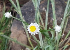 Ammobium alatum