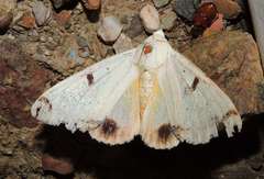 Ophiusa parcemacula
