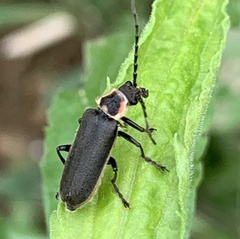 Atalantycha dentigera