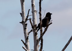 Corvus corax kamtschaticus
