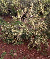 Cliffortia polygonifolia