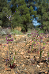 Gilia modocensis