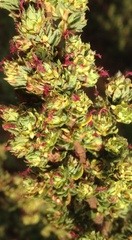 Cliffortia polygonifolia