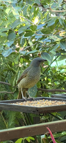 Satin Bowerbird