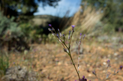 Gilia modocensis
