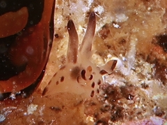 Thecacera
