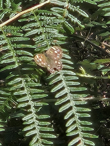 Speckled Wood