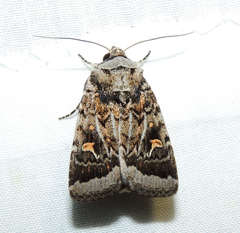 Proteuxoa oxygona