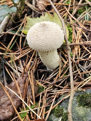common puffball