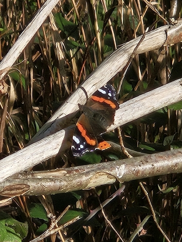 Red Admiral