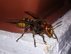 Vespa crabro