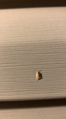 Coelostathma discopunctana