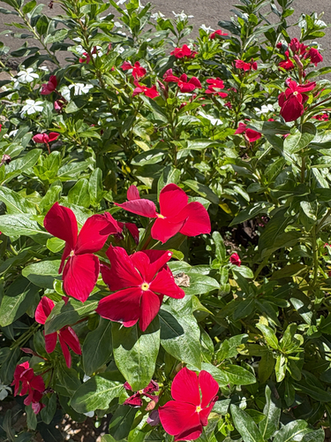 Madagascar Periwinkle
