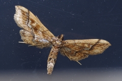 Hydriris ornatalis