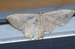 Scopula plumbearia