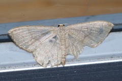 Scopula plumbearia